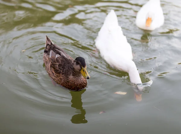 Patos em uma lagoa na natureza — Fotografia de Stock