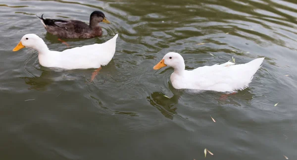 Patos en un estanque en la naturaleza — Foto de Stock