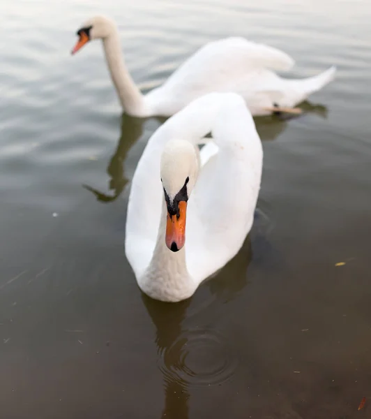 Two swans in a pond in nature — Stock Photo, Image