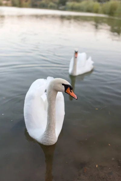 Dos cisnes en un estanque en la naturaleza —  Fotos de Stock