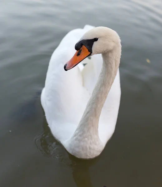 Cisne em uma lagoa na natureza — Fotografia de Stock