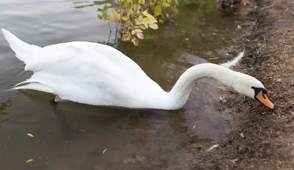 Cisne em uma lagoa na natureza — Fotografia de Stock