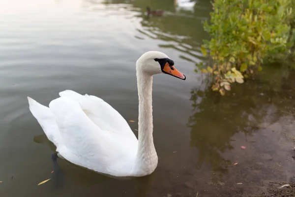 自然の池を白鳥します。 — ストック写真