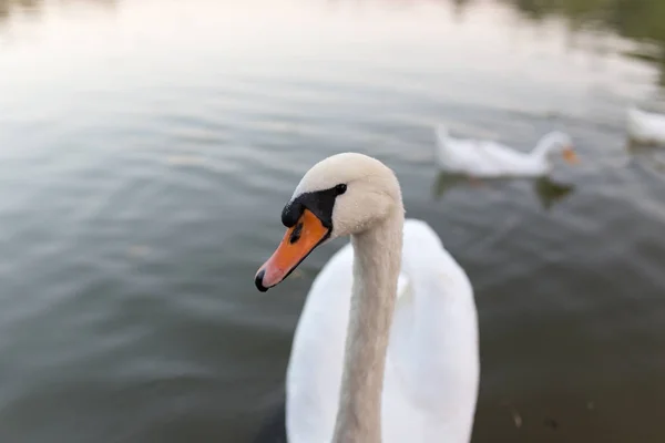 自然の池を白鳥します。 — ストック写真