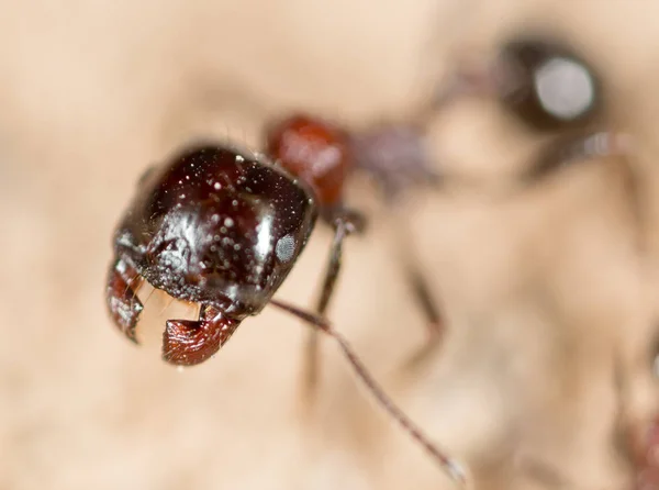 Μυρμήγκι στη φύση. μακροεντολή — Φωτογραφία Αρχείου