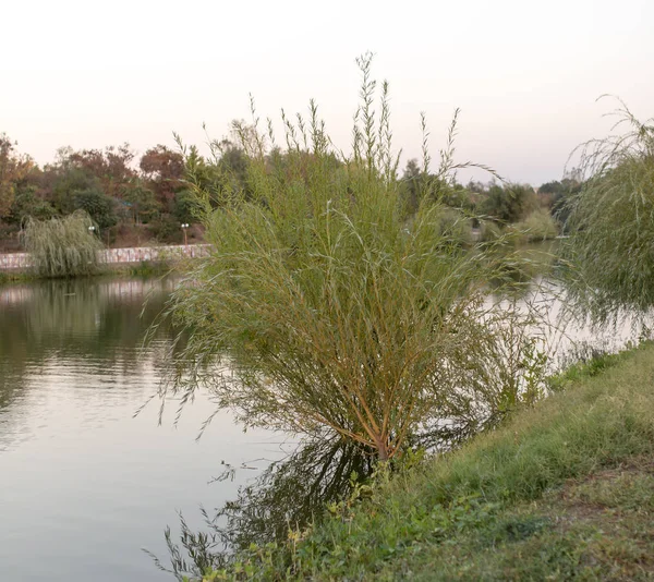 Willow na břehu na povaze — Stock fotografie