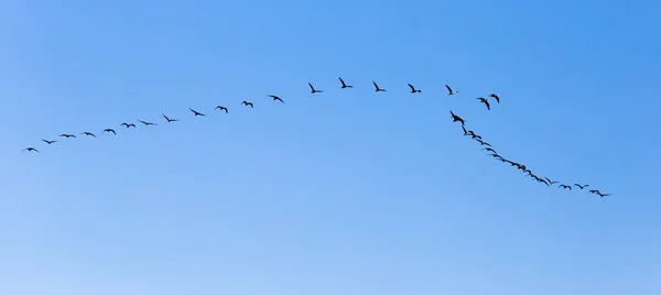 Egy csapat madár repül délre a kék égen. — Stock Fotó