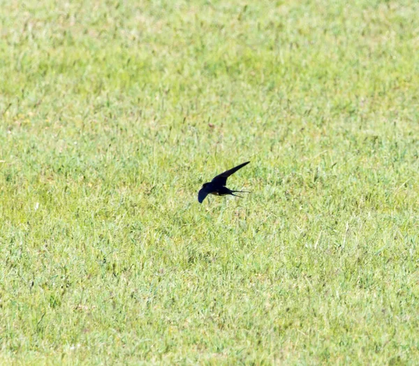Vlaštovka v letu v přírodě — Stock fotografie