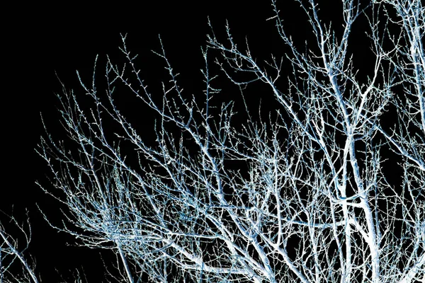 Ramas desnudas de un árbol sobre un fondo negro — Foto de Stock