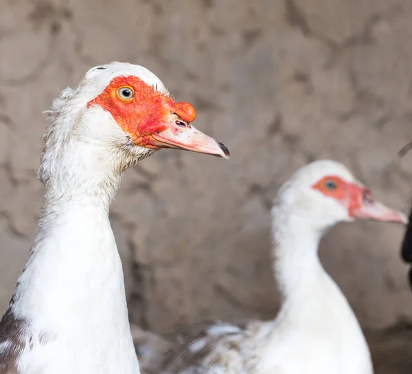 Retrato de pato blanco en una granja —  Fotos de Stock