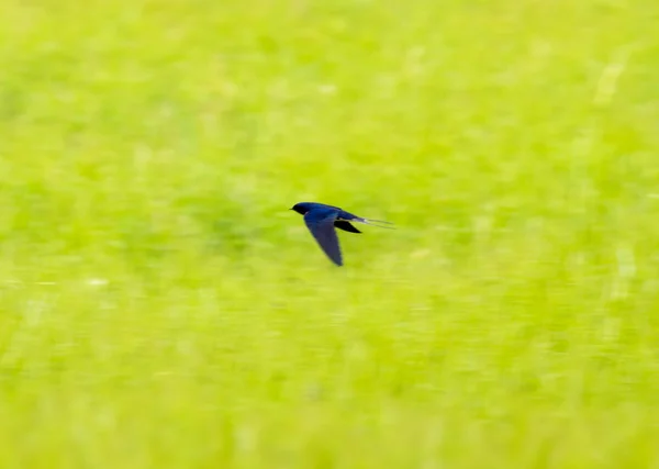 Polykat v letu na pozadí zelené trávy — Stock fotografie