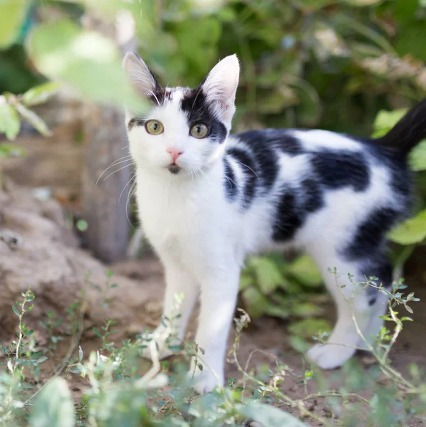 Doğa üzerinde güzel yavru kedi — Stok fotoğraf