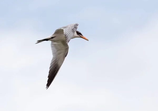 Måsen i flygning i himlen — Stockfoto