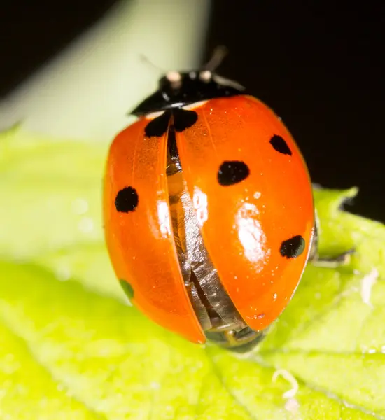 Coccinelle sur une plante dans la nature — Photo