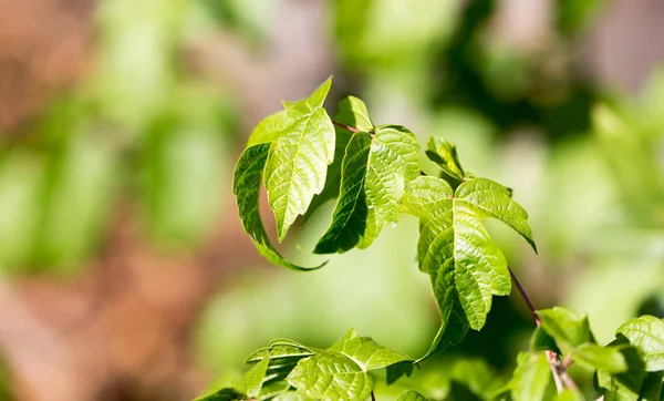 Foglie verdi sull'albero — Foto Stock