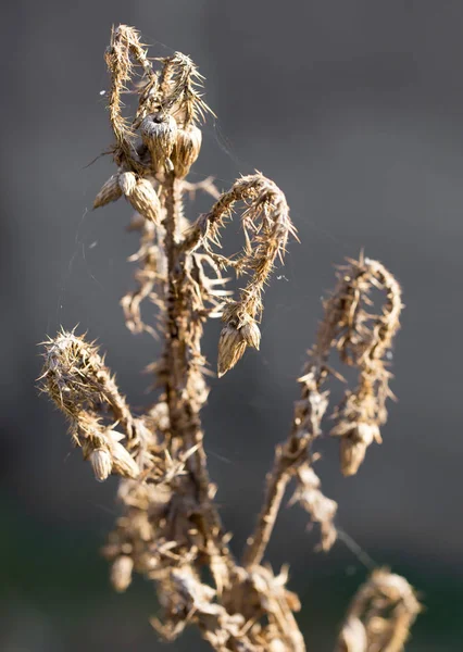 在自然干燥多刺植物 — 图库照片