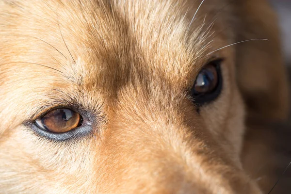 Gli occhi di un cane. macro — Foto Stock