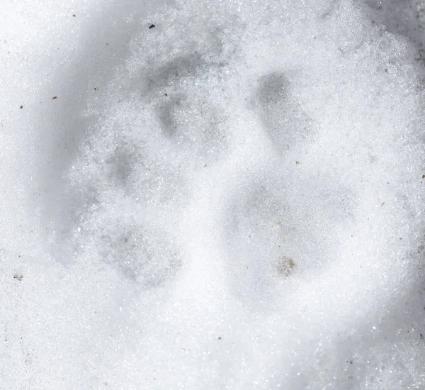 Rastros del perro en la nieve como fondo —  Fotos de Stock