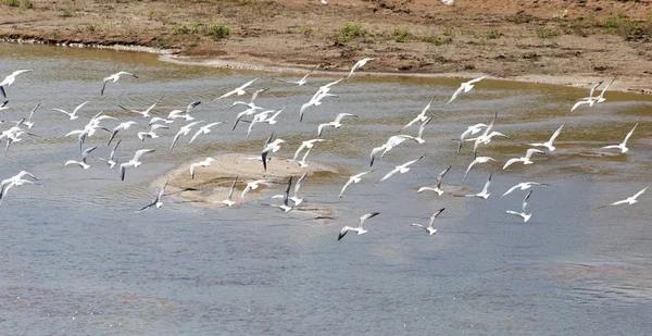 Schwarm der Möwen auf dem Fluss — Stockfoto