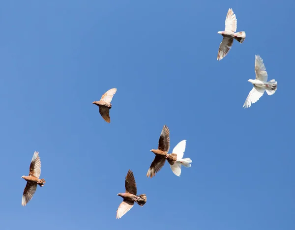 Стая голубей в голубом небе — стоковое фото