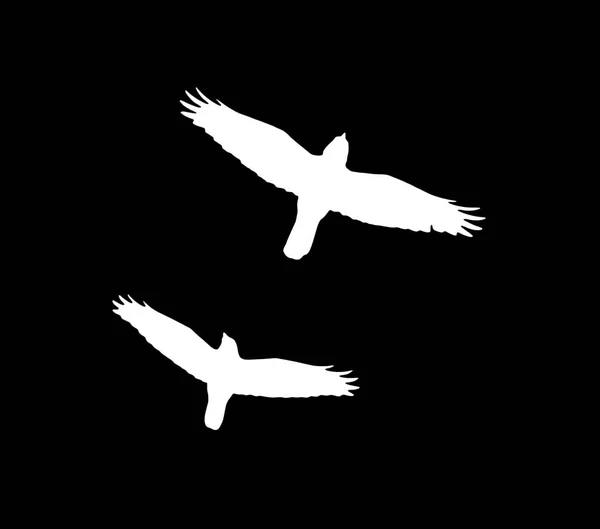Silhouette einer weißen Krähe auf schwarzem Hintergrund — Stockfoto