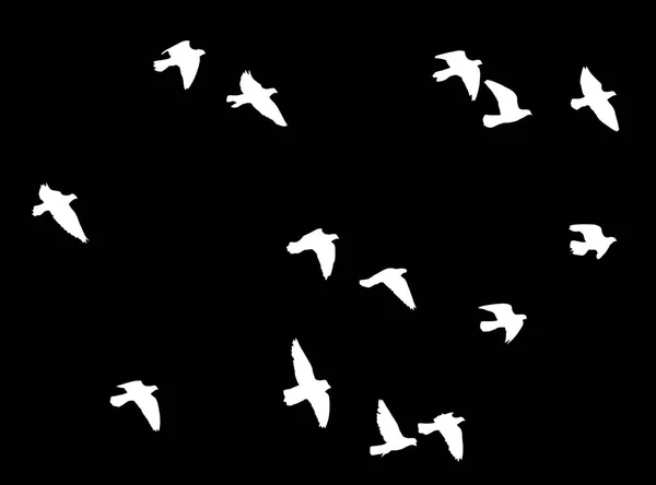 Silhouette of a flock of birds on a black background — Stock Photo, Image