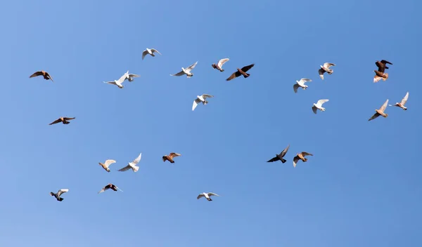 Dove in flight against blue sky Royalty Free Stock Images