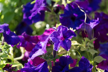 doğa güzel mavi çiçek