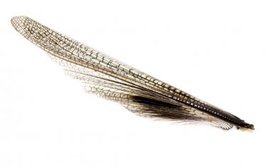 Beyaz bir arka plan üzerinde kanat çekirge