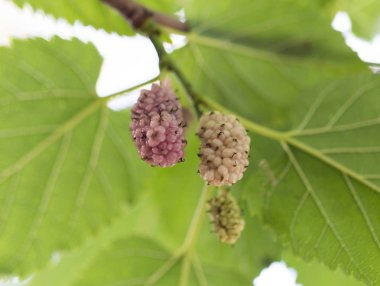 Doğadaki ağaçta dut üzümü