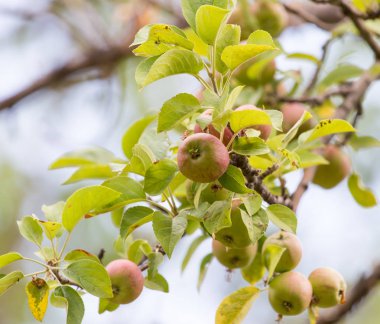 Ağaç dalında olgun elmalar