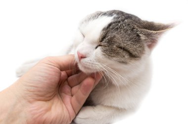 gelincik kedi beyaz bir arka plan üzerinde eller