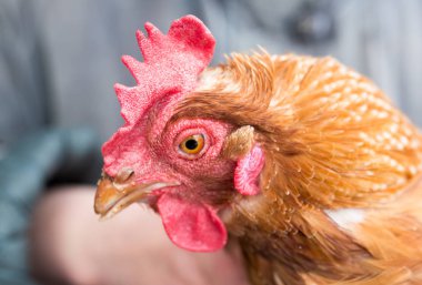 tavuk çiftliği portresi