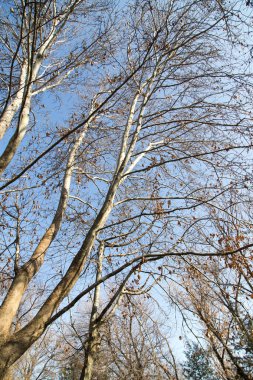 Mavi gökyüzüne karşı yapraksız ağaç dalları
