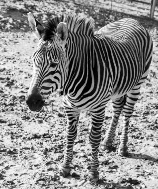 Zebra Hayvanat Bahçesi