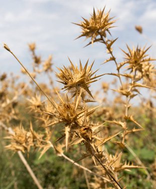 gökyüzüne karşı kuru dikenli ot