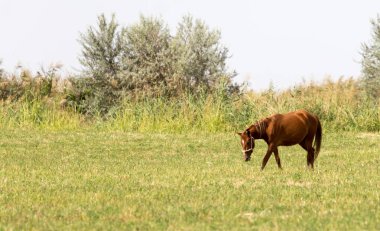 Doğada otlakta bir at.