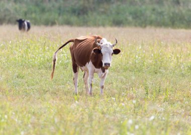 doğada bir arazide inek