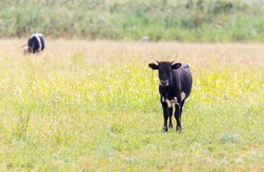doğada bir arazide inek