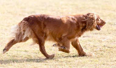 kırmızı köpek niteliğine
