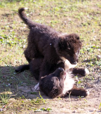 iki siyah köpek yavrusu doğa üzerinde
