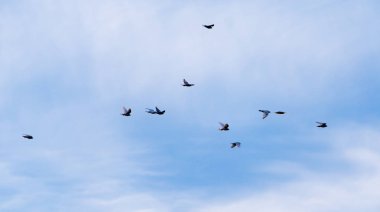 Gökyüzünde bir güvercin sürüsü