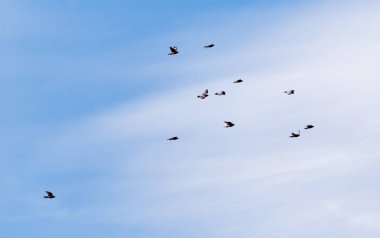 Gökyüzünde bir güvercin sürüsü