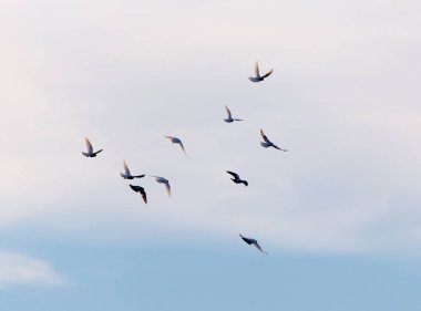 Gökyüzünde bir güvercin sürüsü