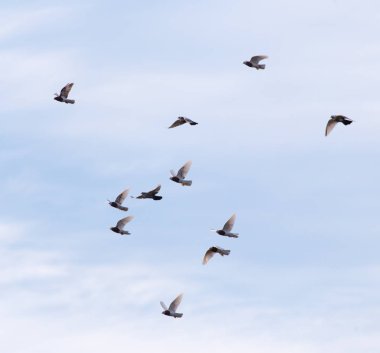 Gökyüzünde bir güvercin sürüsü