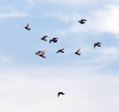 Gökyüzünde bir güvercin sürüsü