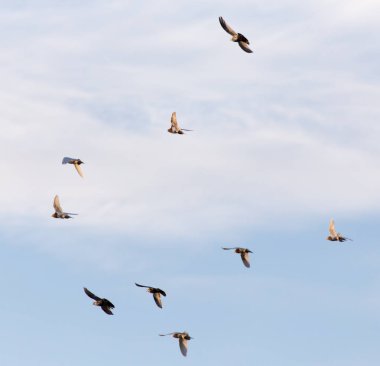 Gökyüzünde bir güvercin sürüsü