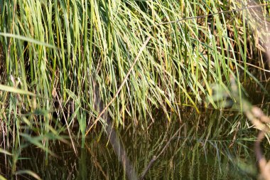 açık havada sonbaharda bulrush