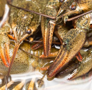 Arka plan olarak suda yaşayan kerevit