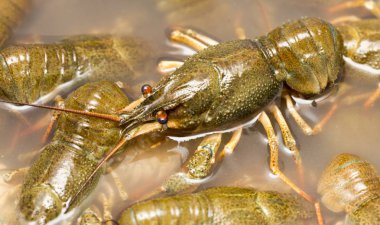 Arka plan olarak suda yaşayan kerevit